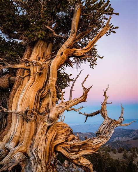 Keeping Watch Ancient Bristlecone Pine Forest Ca The Ancient