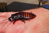Madagascar Hissing Cockroaches: A Complete Guide - PestSeek