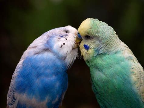 Two Budgies Kissing Each Other Sponsored Budgies Kissing Ad