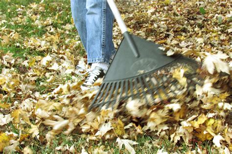 Fall Leaf Raking Free Stock Photos Images And Illustrations