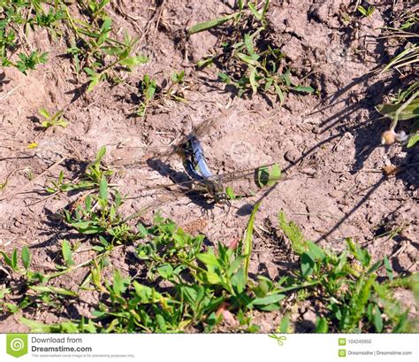 Zwei Libellen Die Im Gras Verbinden Stockfoto Bild Von Schönheit Inneres 104245950