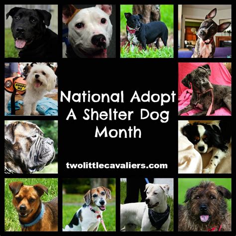 October Is National Adopt A Shelter Dog Month Shelter Dogs Animal