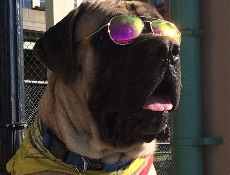 Psbattle This Dog Wearing Sunglasses Photoshopbattles