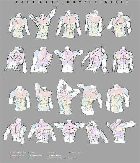 Pin By Shu Who On Art Human Body Body Reference Drawing Drawing