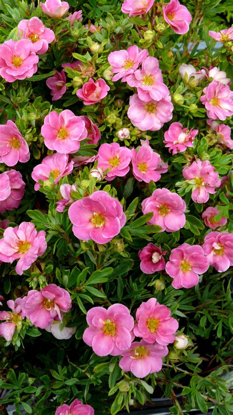 Dwarf Flowering Shrubs Zone 4 A Guide To Northeastern Gardening 18