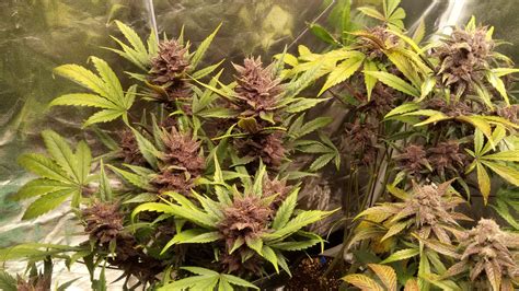 Fast Buds Fastberry Auto Grow Diary Journal Harvest10 By Donmy