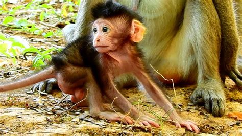 So Cute Baby Monkey Lovely Monkey Adorable Monkey Youtube