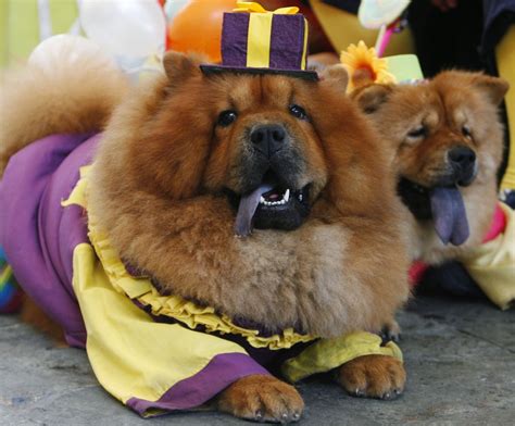 Funny Chow Chow Dogs Dressed Up 2013 Pets Cute And Docile
