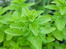 Marjoram Benefits That You Should Know - The Kitchensurvival