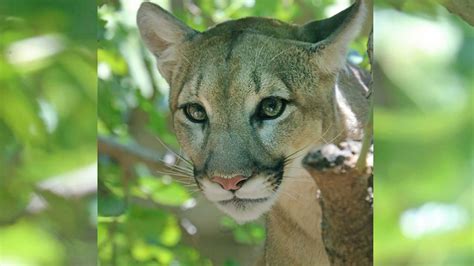 Waco Rescued Cougar Needs A Name