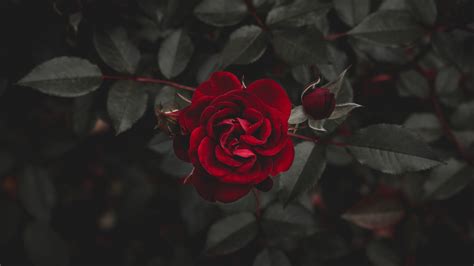 Wallpaper Red Rose Darkness 3840x2160 Uhd 4k Picture Image