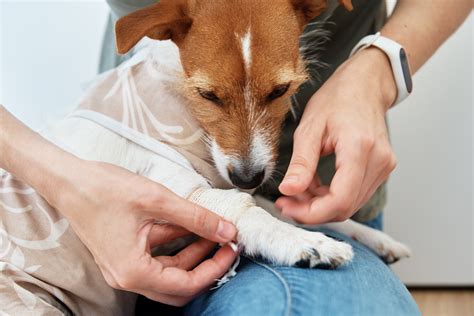 5 Simple Ways To Treat Minor Pet Wounds At Home