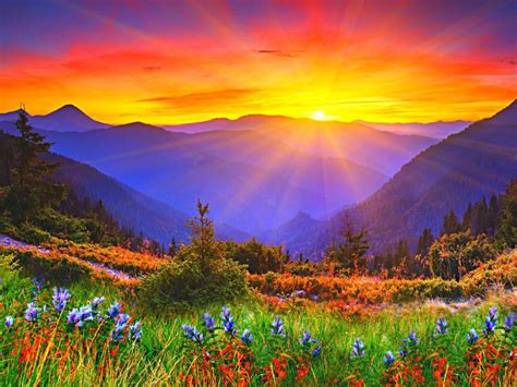 Sunrise Dawn Mountains Grass Flowers Wallpaper Nature And