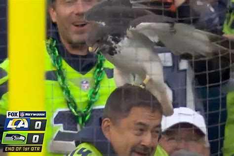 Seattle Seahawks Live Hawk Taima Lands On Fans Head During Game