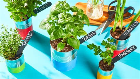 How To Grow Your Own Herbs Indoors The Fresh Times