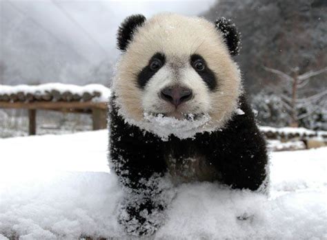 Endangered Means We Have Timeextinction Is Forever Panda Bear