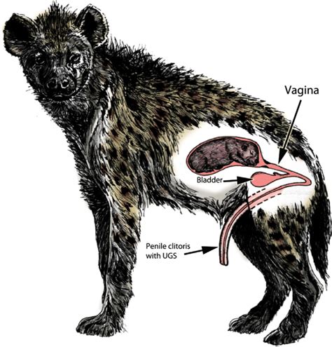 How Do Hyena Populations Remain Stable When Their Anatomy Is Notorious