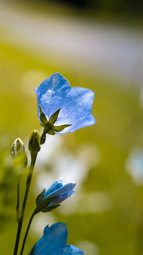 Flower Bellflower Blue Blue Flower Garden Huawei Honor Note 9 Hd