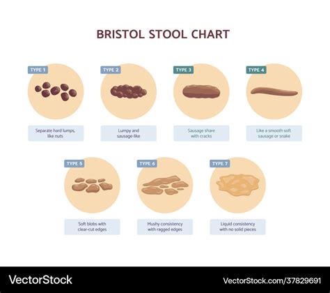Bristol Stool Chart With Medicine Description Vector Image