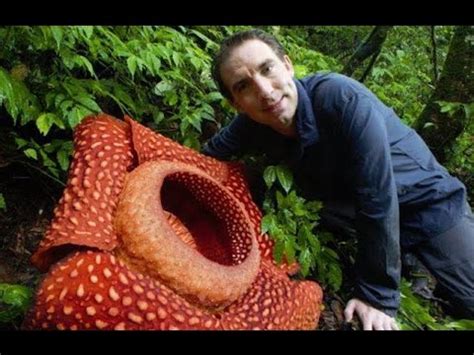 BIGGEST Flower In The World Rafflesia Arnoldii YouTube