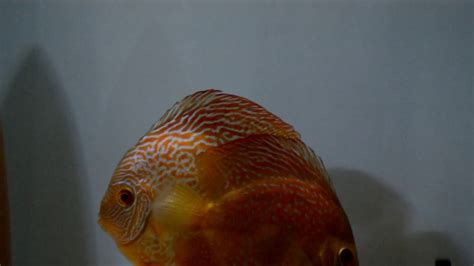 Red Snakeskin Discus Pair Youtube