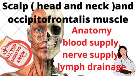 The Scalp Head And Neck Layers Blood And Nerve Supply Lymph Drainage