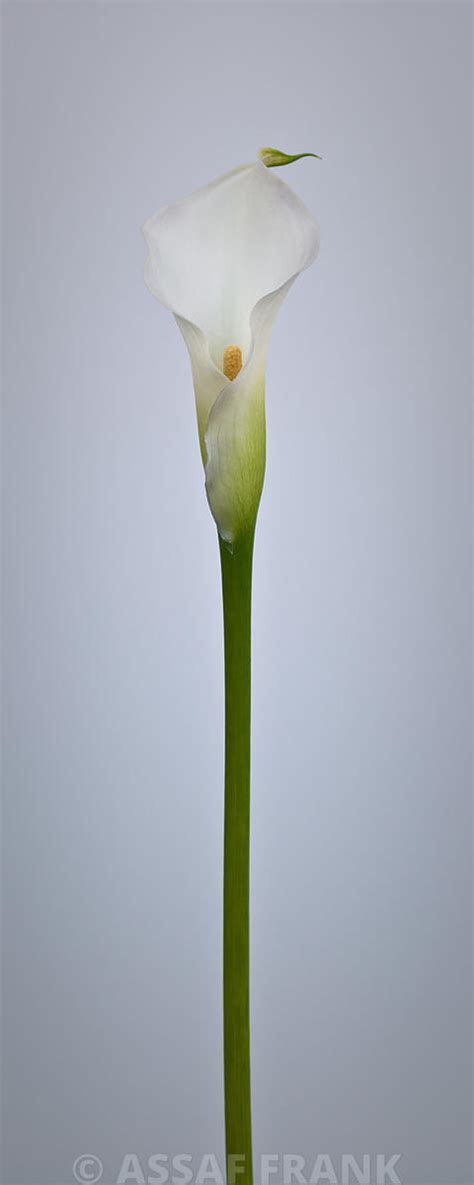 Assaf Frank Photography Licensing Single Calla Lily Flower