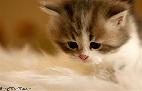 Cute Sad Cat Face