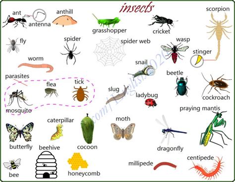 Insects Visual Vocabulary Materials For Learning English