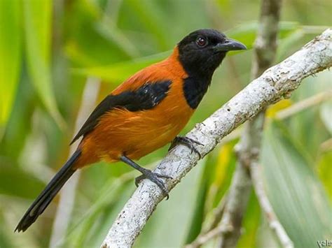 Hooded Pitohui The Most Poisonous Bird In The World—10 Fascinating Facts