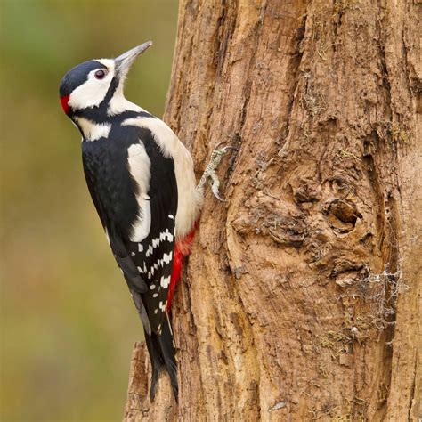 Great Spotted Woodpecker by Clive Daelman - BirdGuides