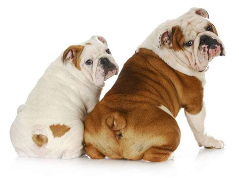 There are lots of things to consider when naming your frenchie. Bulldog rear ends