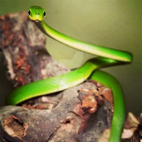 Rough Green Tree Snake By Scailsntails On Deviantart