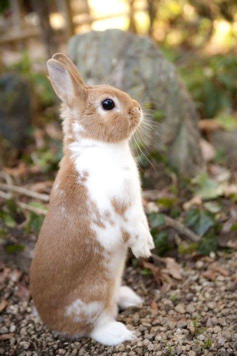 These Rabbits Will Melt Your Heart Top 40 Cute Baby Bunnies