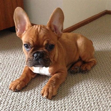 Red Fawn French Bulldog Puppies For Sale Uk Pets Lovers