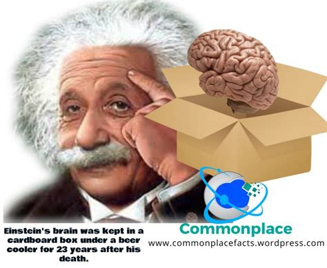 Einsteins Brain Thinking Inside The Box Commonplace Fun Facts