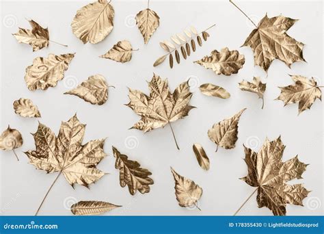 View Of Golden Autumnal Leaves On Stock Photo Image Of Flora Golden
