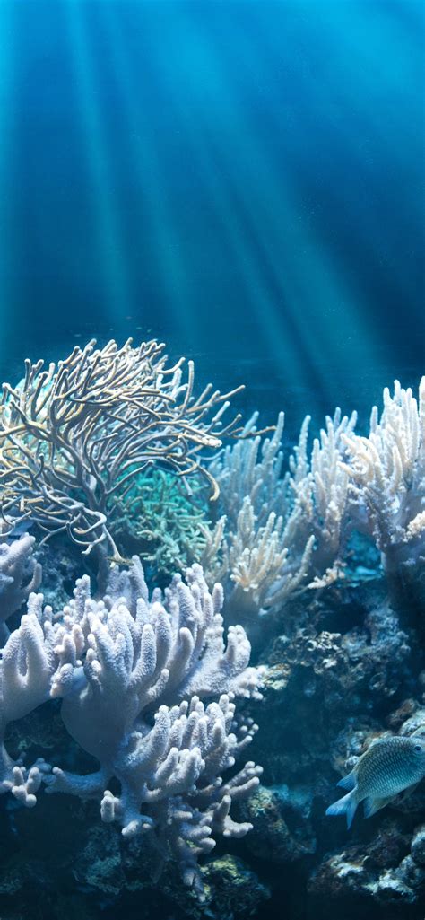 Meer Korallen Unterwasser Fische Lichtstrahlen 3840x2160 Uhd 4k