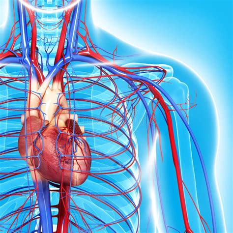 Circulatory System Highlights Heart Royalty Free Stock Photo Image My