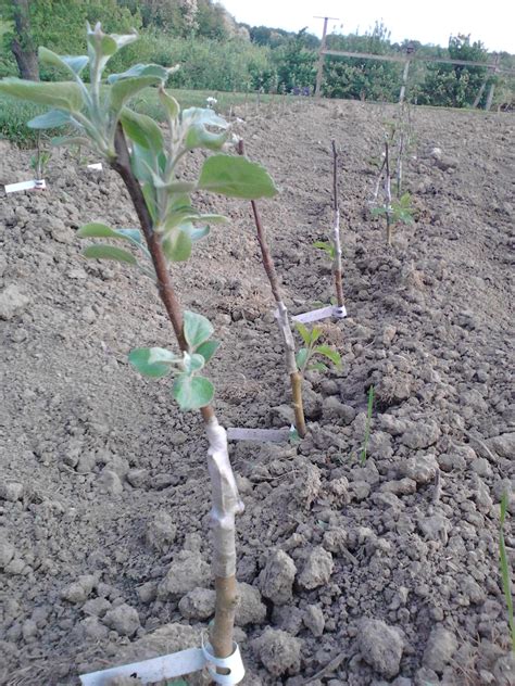 Grafting ornamental plants and fruit trees the purpose of grafting is to combine one plant's qualities of flowering or fruiting with the roots of another that offers vigour and resilience. Replanting and Grafting Apple Trees - Doll's Orchards ...
