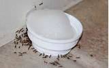 Lowes Carpenter Ants