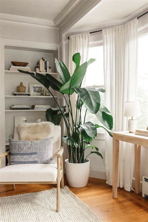 Plant Aesthetics Living Room Living Room Plants Big Indoor Plants