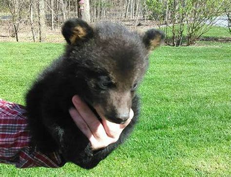 What Will Happen To Adorable Orphaned Bear Cub Found Wandering In Home Depot Parking Lot