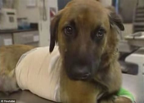 Dogs need to be happy too. Sarah McLachlan can't view her sad ASPCA ad for abused ...