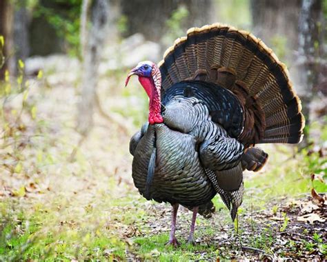 Turkey, born in 1923 from the remnants of the former ottoman empire, is home to a unique intersection of culture as the nation bridges asia with europe. Christmas turkey 2019: Why do we eat turkey for Christmas ...