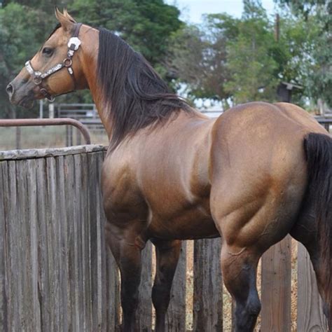 Мускулистый конь — 2 Kartinkiru