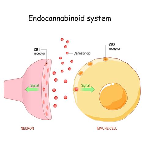 What Is The Endocannabinoid System Stiiizy