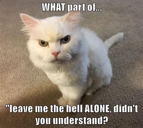 Ah Lolcats Lol Cat Memes Funny Cats Funny Cat Pictures With