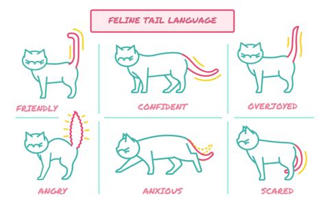 How To Speak Cat Munchiecat Cat Body Simple Icon Cat Behavior Cat