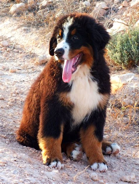 Boyerodeberna Cachorros Bovarodelbernese Bernesemountaondog